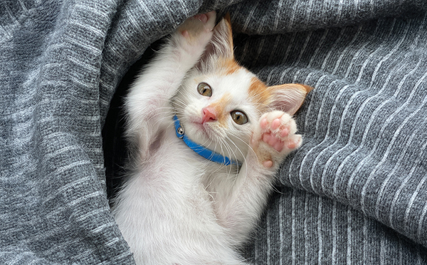 A small white and ginger kitten wearing a blue collar, lying on its back and playfully reaching up from inside a grey textured blanket.