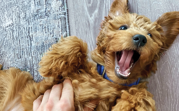 An overhead shot of a fluffy, golden-brown puppy lying on its back with its mouth open in a happy expression while receiving a belly rub.