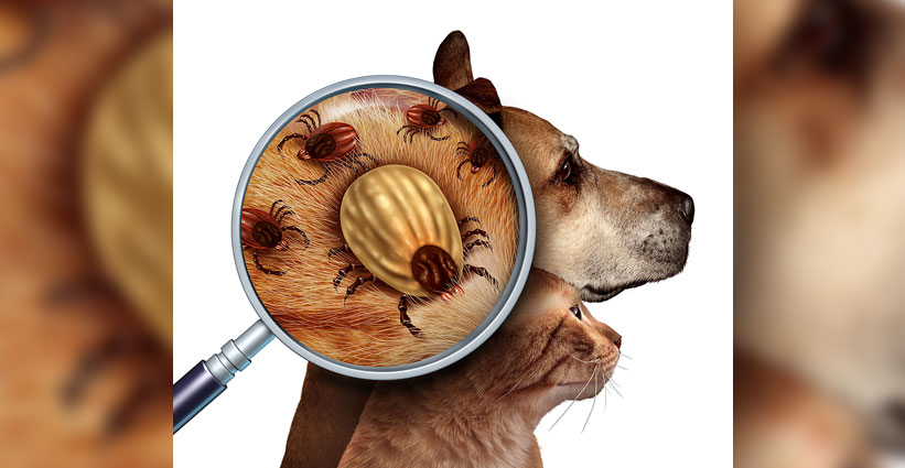 Close up magnification of ticks.