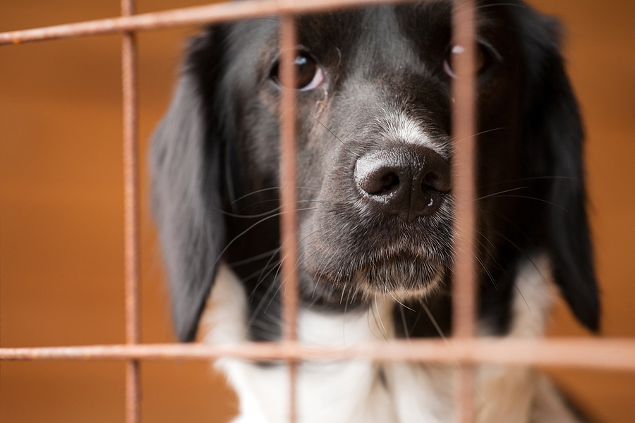 black and white dog looking through bars