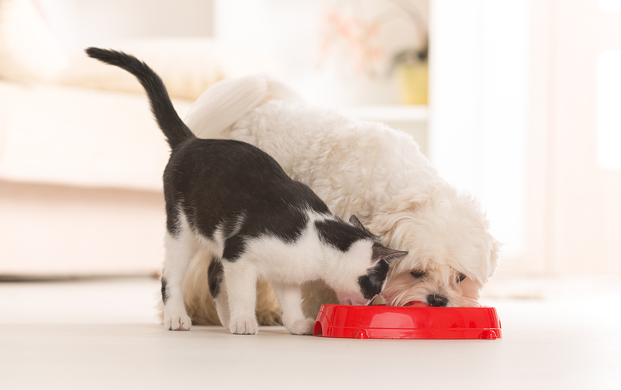 Black and white kitten and maltese dog eating from red food bowl