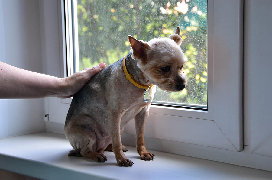 small Yorkshire terrier dog sits on windowsill and looks out the window waiting for its owner. A bored, sad pet. Concept: pet care, Transfer Unit of abandoned animals to new owners, animal shelters