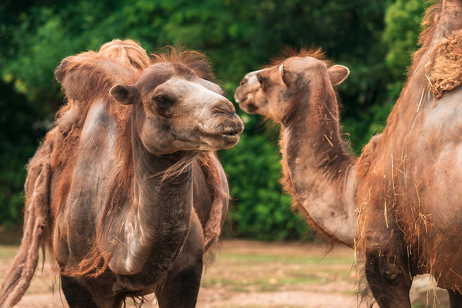 two Bactrian camels