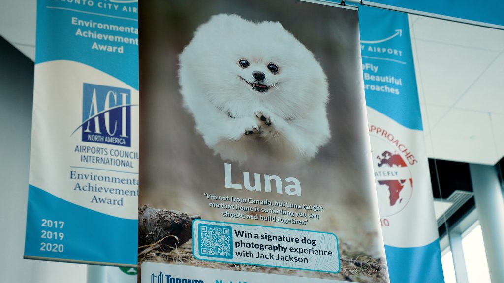 ceiling banner of white dog mid jump