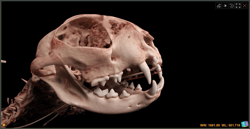 close up of 3D image of feline