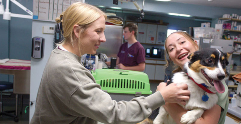 woman in a grey sweatshirt pets a tricolor Corgi held by a smiling veterinary worker in green scrubs, set inside a busy vet clinic