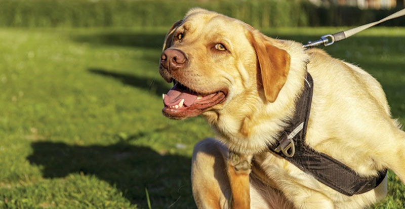dog outdoor with tongue sticking out