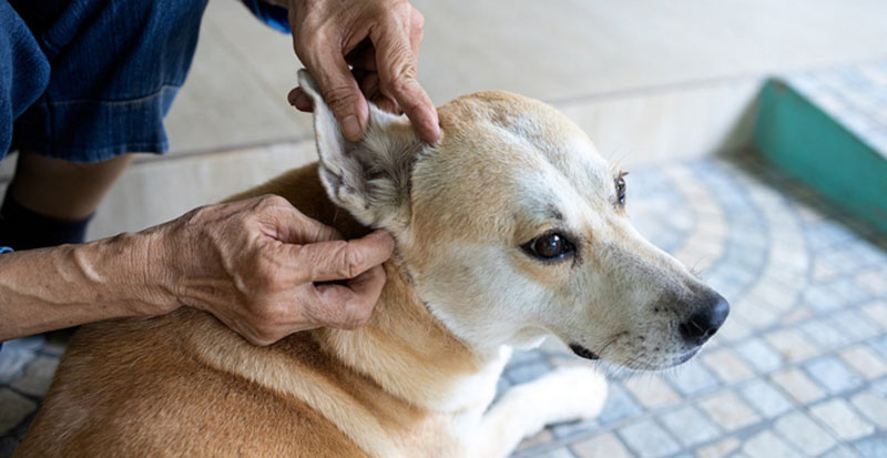 hands checking for fleas and ticks in the dogs