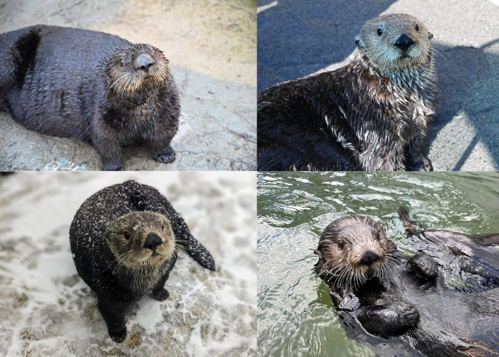 collage of four sea otters looking at the camera