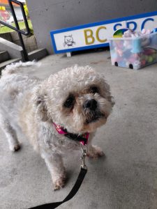 white poodle with red leash