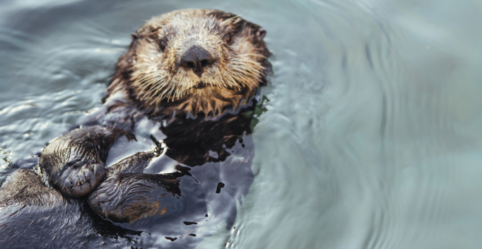 sea otter swimming in water and staring at camera