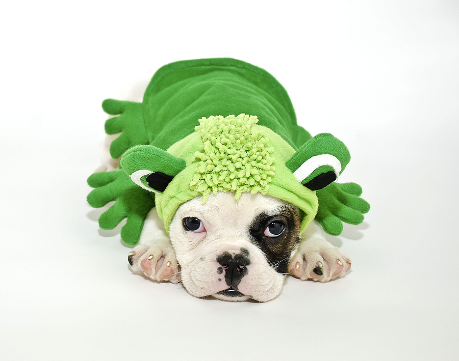 Bulldog puppy dressed up in a frog outfit on a white background.
