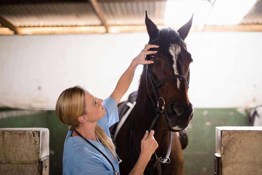 Female vet checking horse while standing in stable