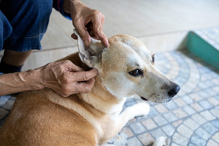 hands checking for fleas and ticks in the dogs