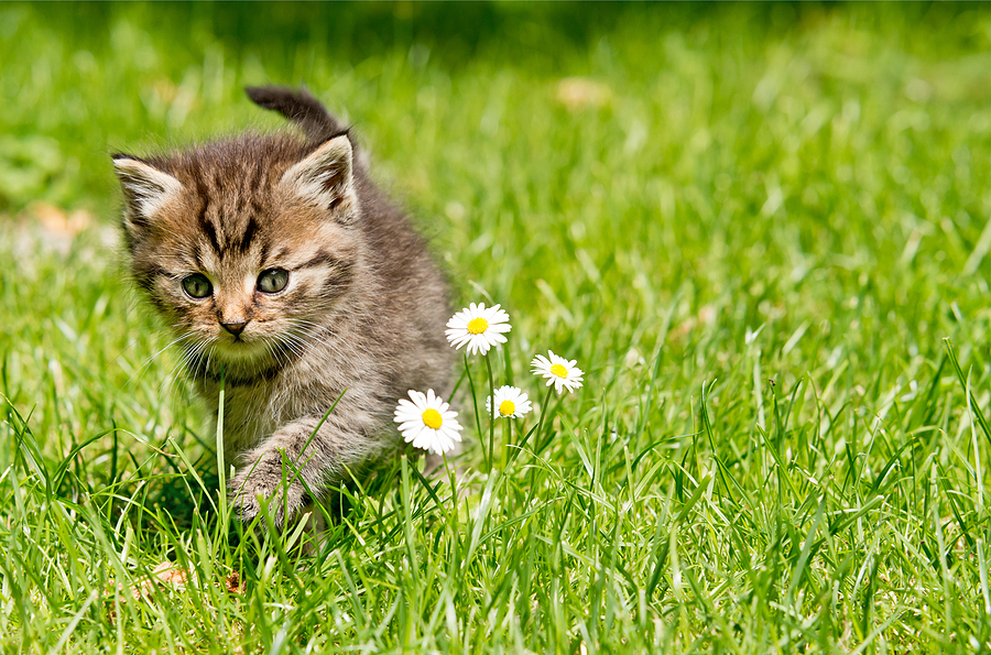 kitten walking in grass