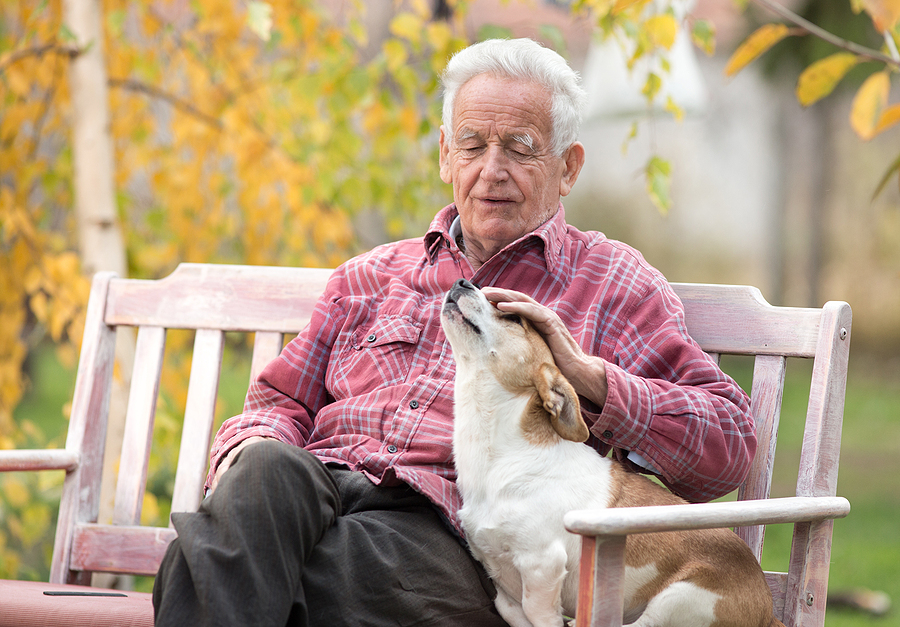 old man sitting on park bench petting dog