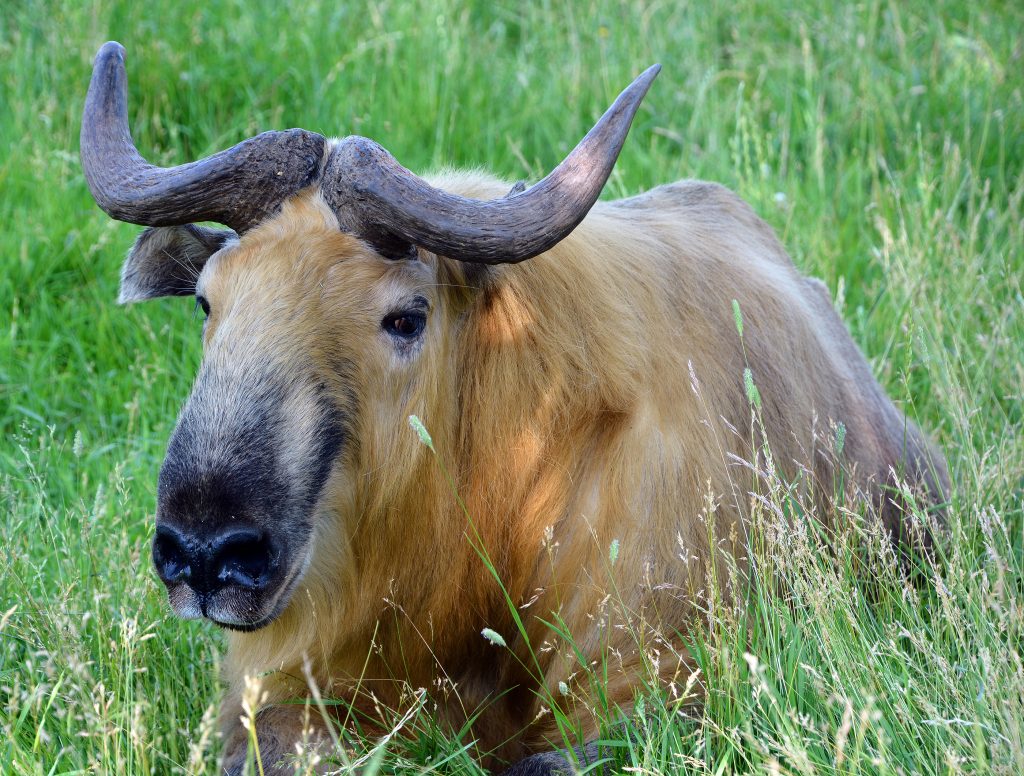 Sichuan Takin sitting in grass