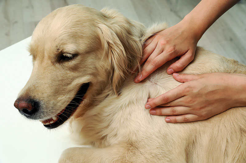 pair of hands checking dog's skin