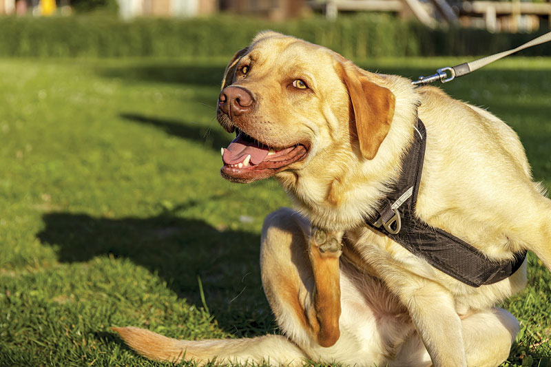 dog outdoor with tongue sticking out