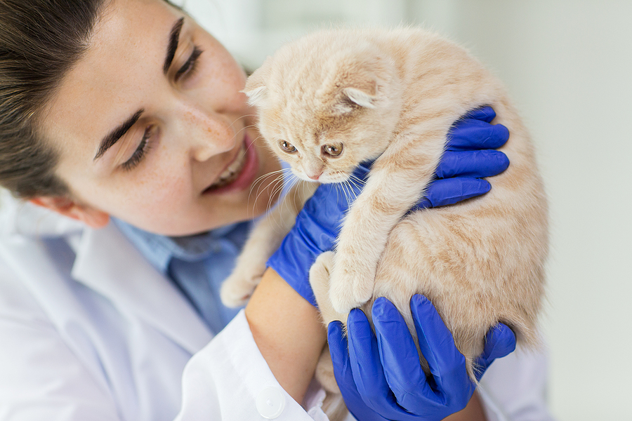 vet holding up orange kitty