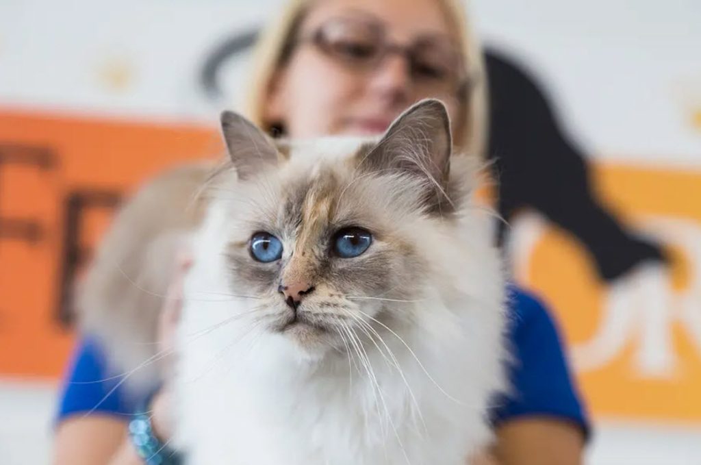 A fluffy cat with blue eyes is in focus while a person in the background appears blurred. The setting has an orange and black sign, creating a warm tone.