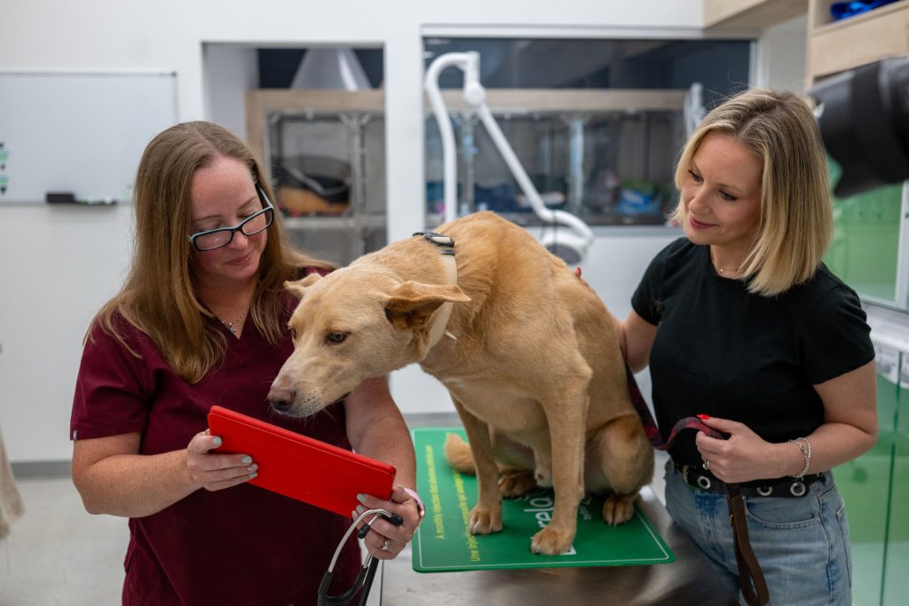 A brown dog sits on a vet examination table. A veterinarian in burgundy scrubs examines a tablet, while a blonde woman in jeans comforts the dog.