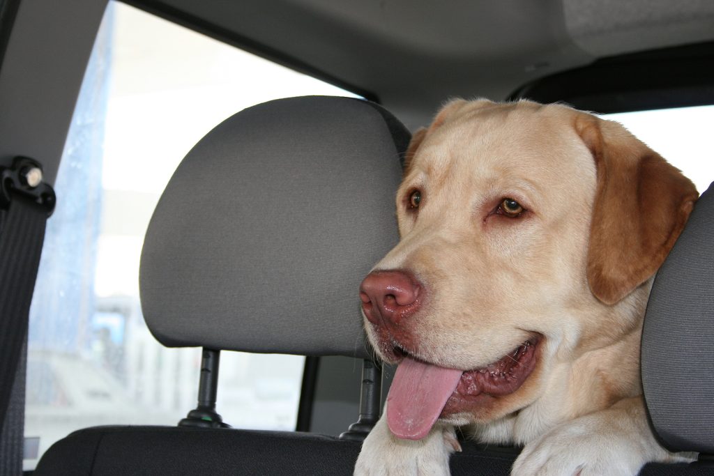Yellow Labrador Retriever with tongue out, happily resting its head on a car seat. The dog appears content and relaxed inside the vehicle.