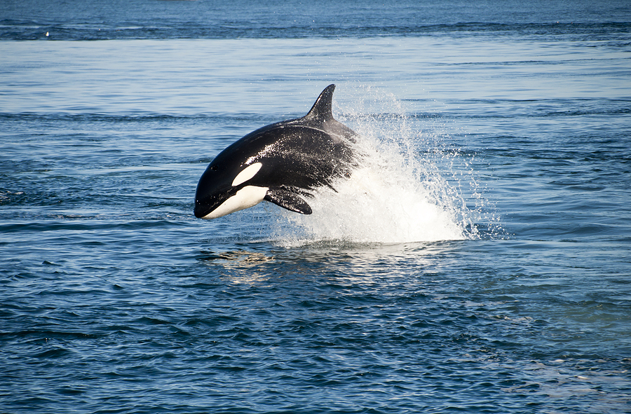 A majestic orca leaps out of the ocean, splashing water around. The scene captures the whale's sleek, black and white body against a clear blue sea.