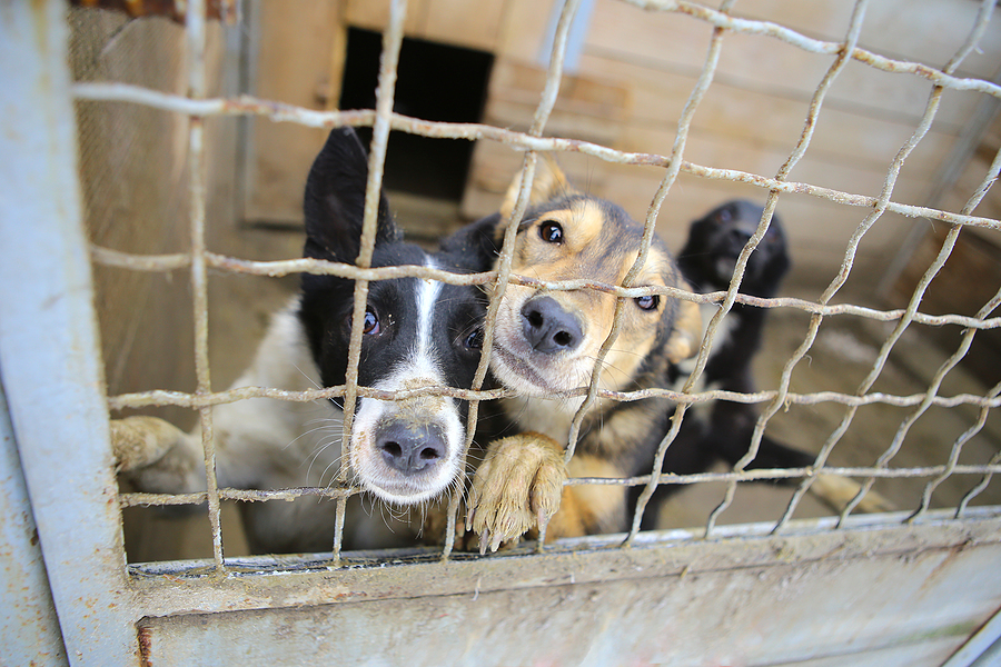 Abandoned dogs in the kennel, homeless dogs behind bars in an animal shelter.Sad looking dog behind the fence looking out through the wire of his cage