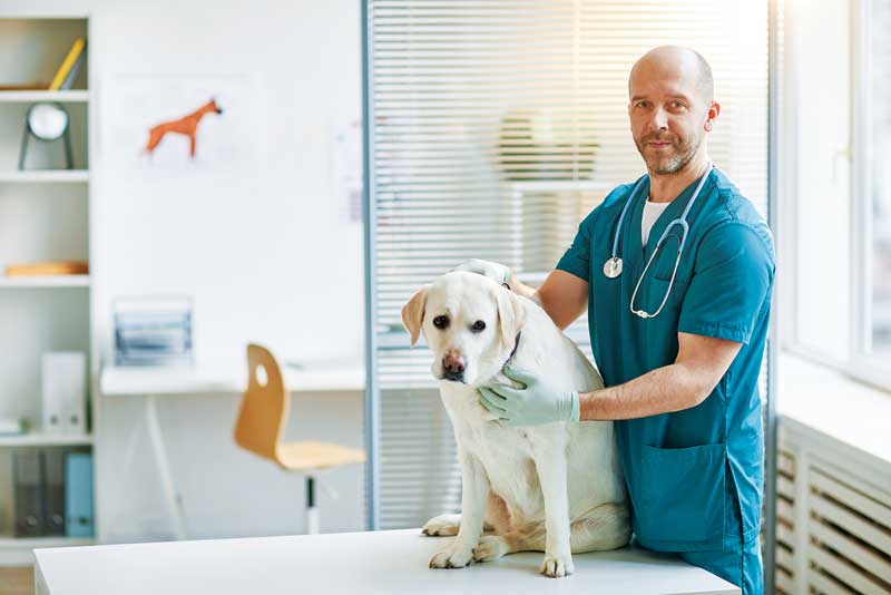 A veterinarian in teal scrubs holds a yellow Labrador retriever on a white table in a modern clinic.