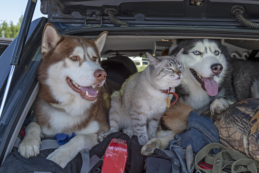 Two huskies and a gray cat sitting in the back of an SUV, surrounded by camping gear.