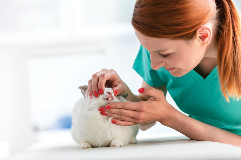 A female veterinarian examines the teeth of a rabbit.