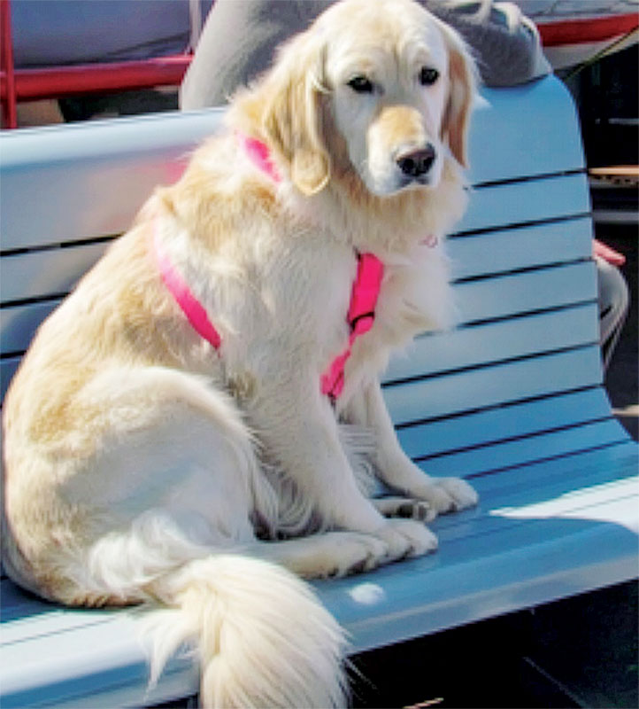 A Golden retriver dog sitting on a bench