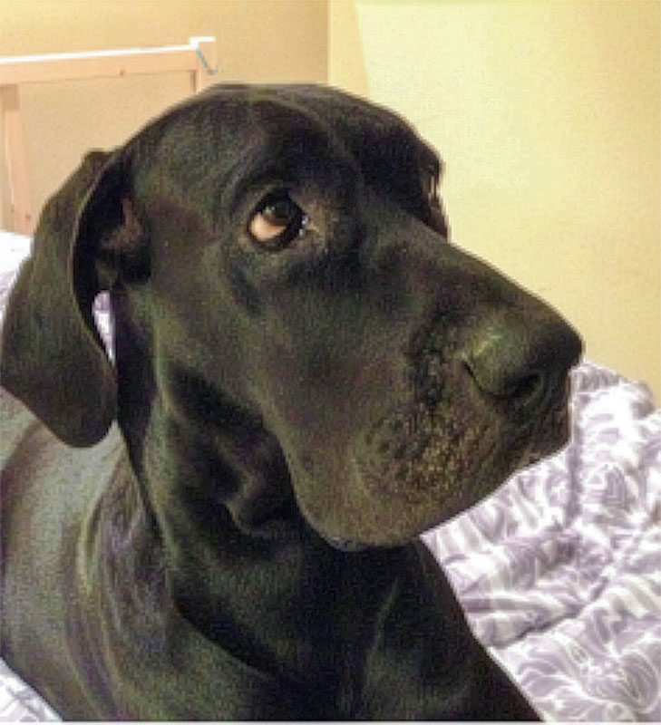 A black Great Dane lying down and looking to the side