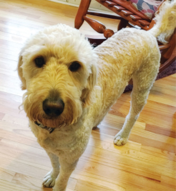 A goldendoodle looking to the camera while standing in the living room