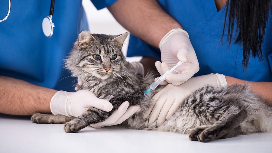 A veterinarian in blue scrubs administers a vaccination to a gray tabby cat held gently on a white surface.