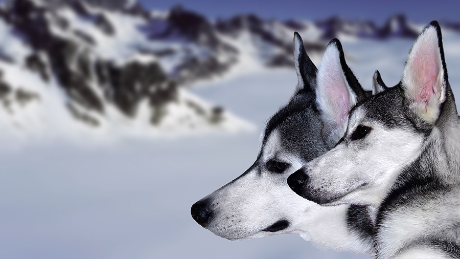 Two Siberian Huskies with gray and white fur face sideways against a blurred background of snow-covered mountains.