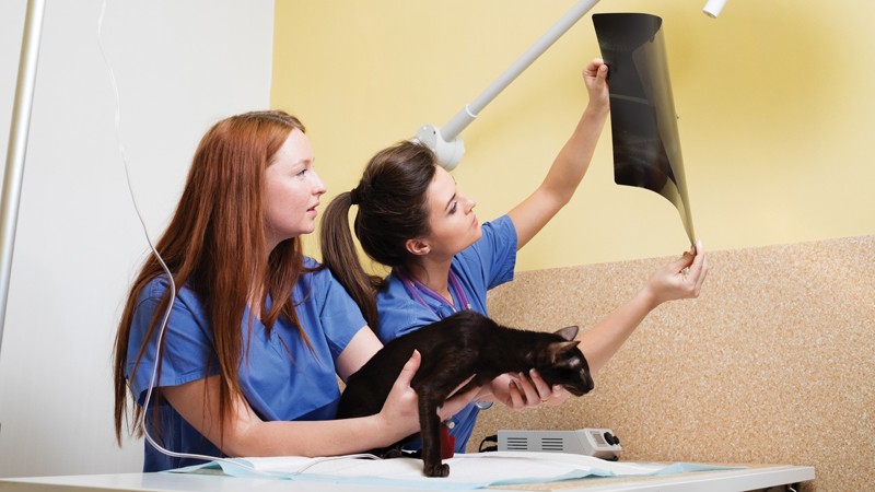 Two female veterinary professionals in scrubs pose with a cat, showcasing a caring and friendly atmosphere.