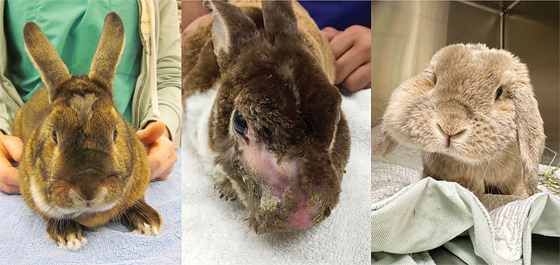 Collage of three rabbits.
