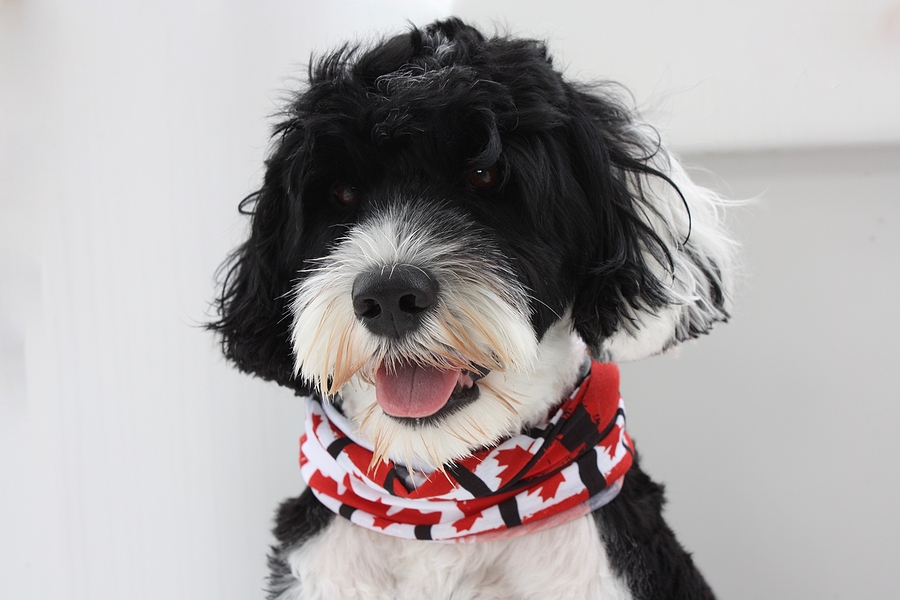 Patriotic black and white dog on Canada Day