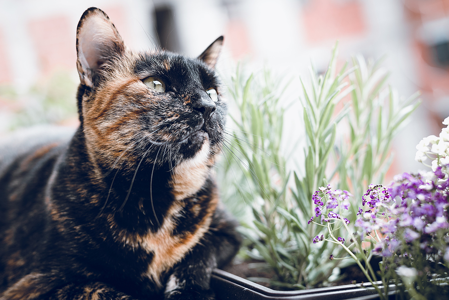 Close up of Tortoiseshell cat. Tortoiseshell cat portrait. Close up of Tortoiseshell cat in garden. Cat. Cat portrait with flowers. Close up of house cat. Tortoiseshell cat portrait . Domestic cat. Pet cat.