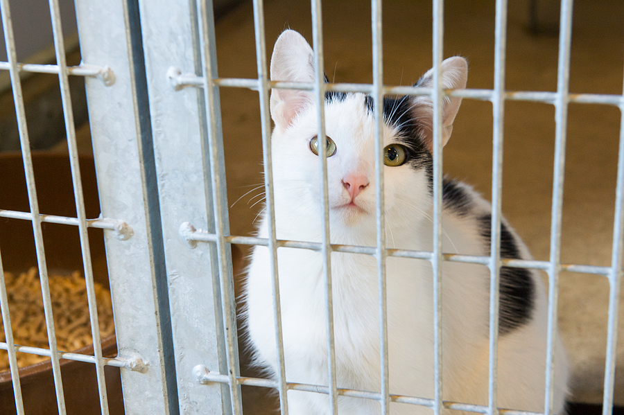 black and white cat in animal shelter