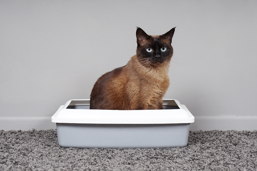 Blue-eyed brown-and-tan cat sitting in a white litter box on gray carpet.