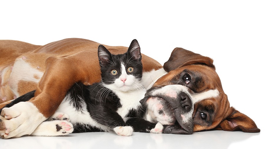Black-and-white kitten nestled between several brown-and-white dogs lying on a white surface wait for a test.