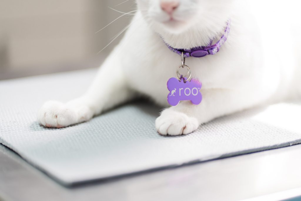 Close-up of a white cat wearing a purple collar and bone-shaped tag labeled “roo.”