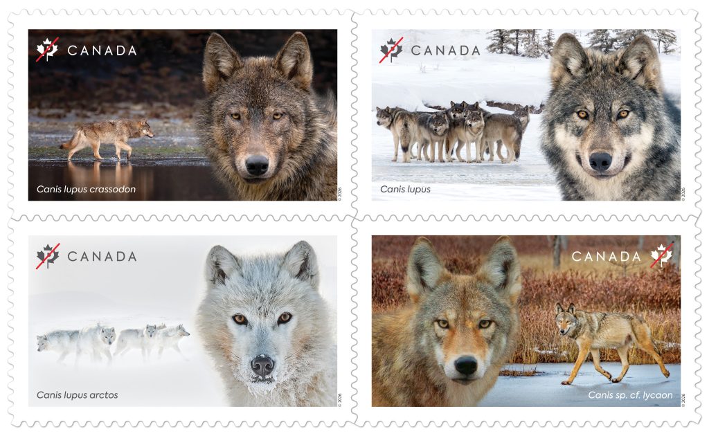 Four Canada wildlife stamps featuring close-up wolves and wolf packs in woodland and snowy landscapes.