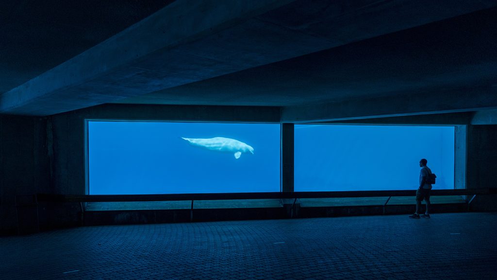 A beluga seen from a viewing area in a marine park.