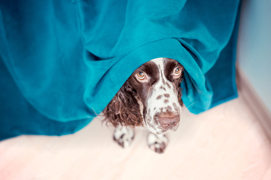 The dog is hiding behind the curtains and is afraid to go out. The concept of dogs anxiety about thunderstorm, fireworks and noises. Pets mental health, excessive emotionality, feelings of insecurity.