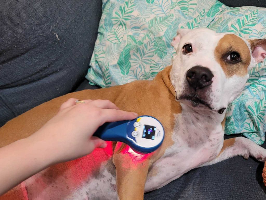 A bully breed dog getting laser therapy