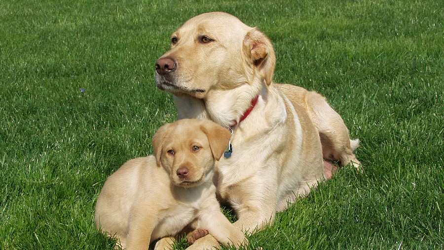 An adult yellow Labrador and a puppy resting together on a grassy lawn.